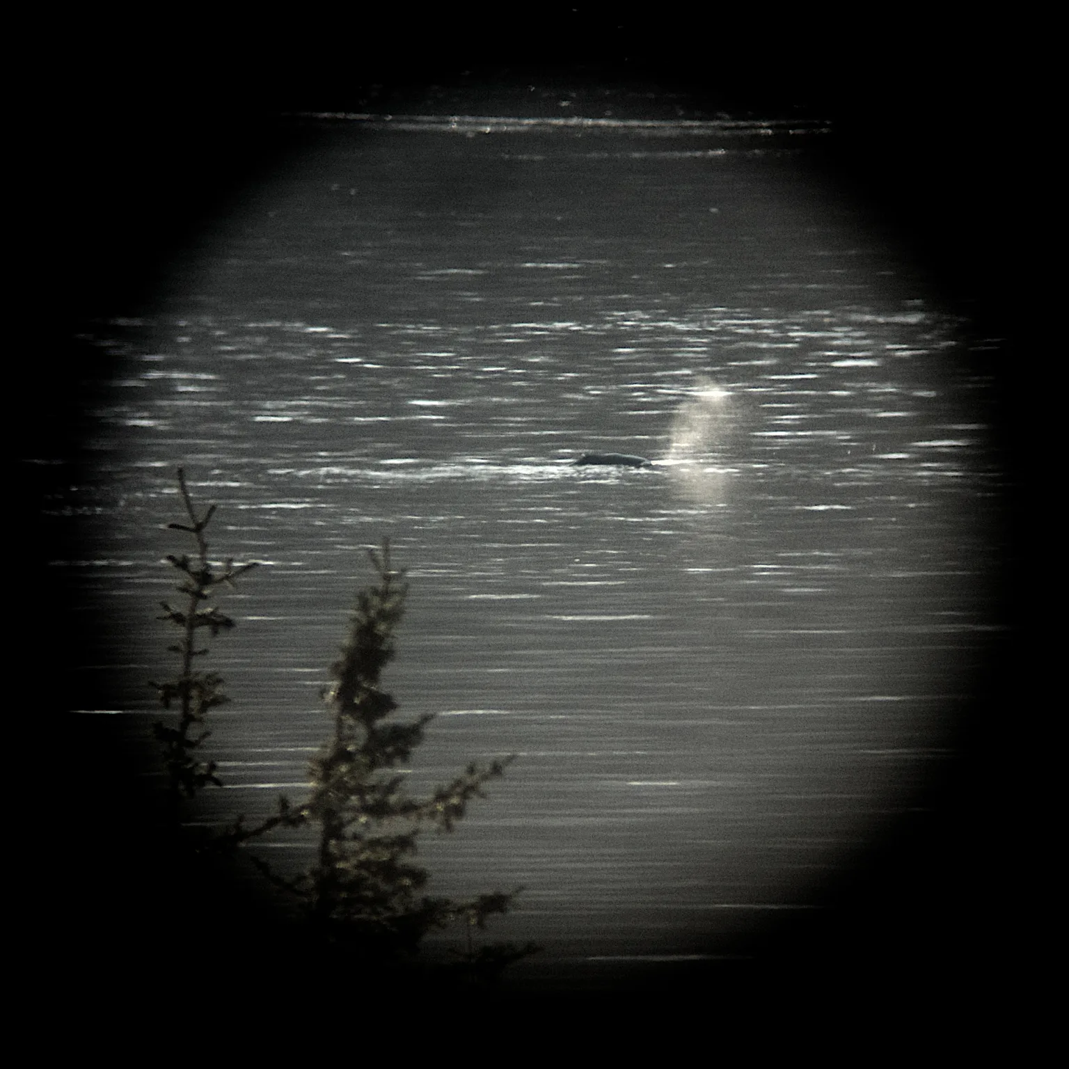 Beluga Whale