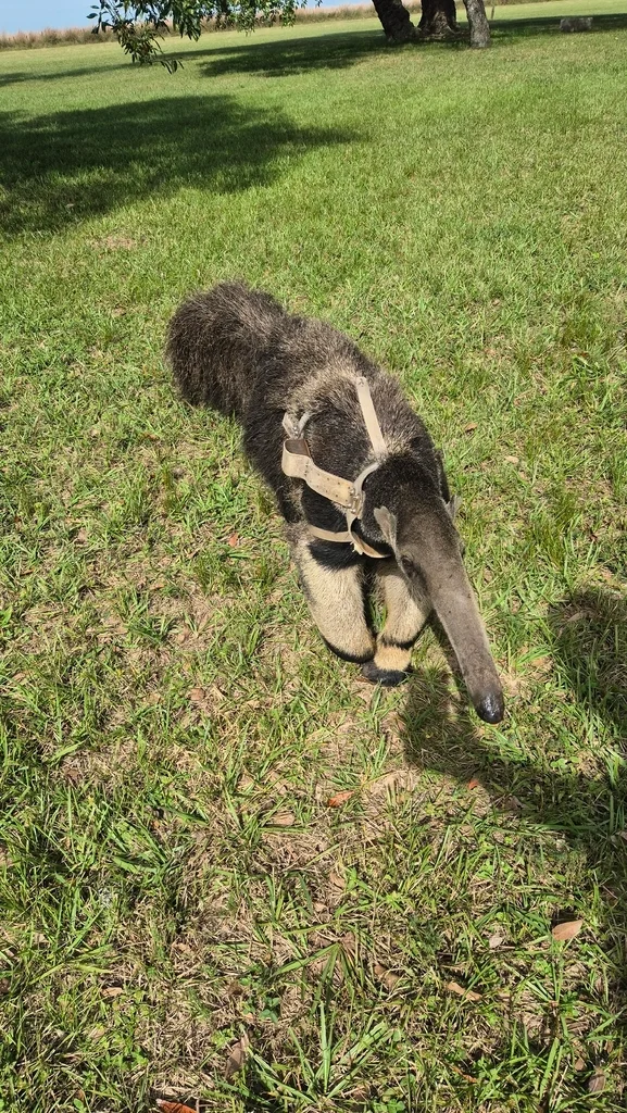 Giant Anteater