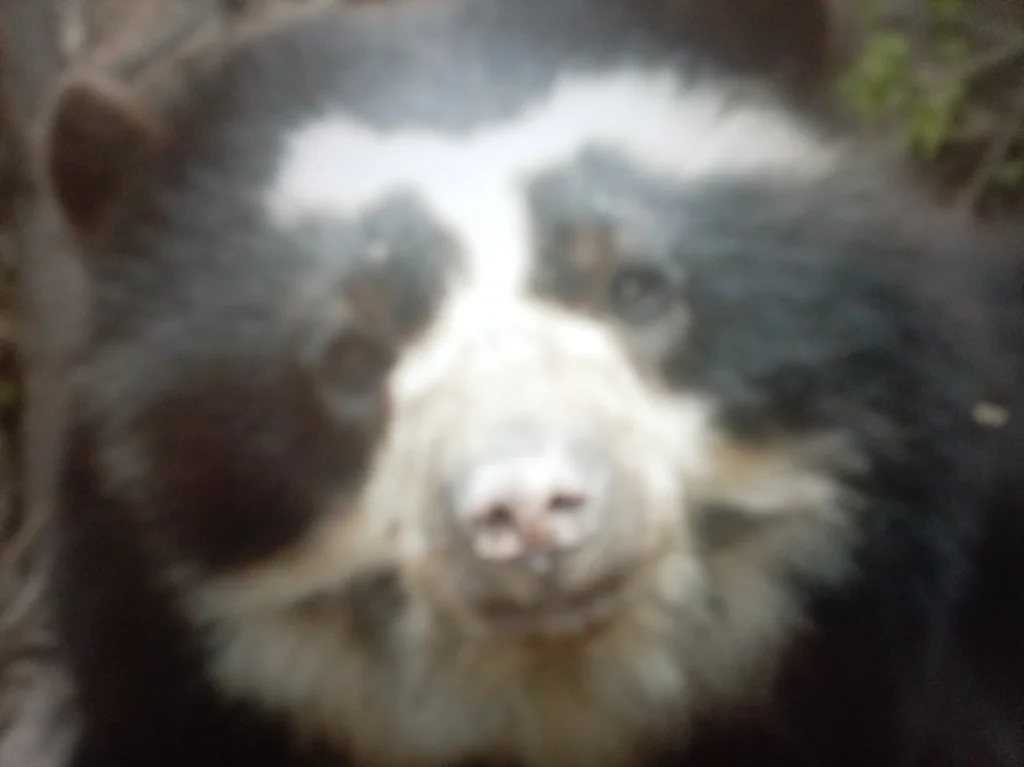 Spectacled Bear