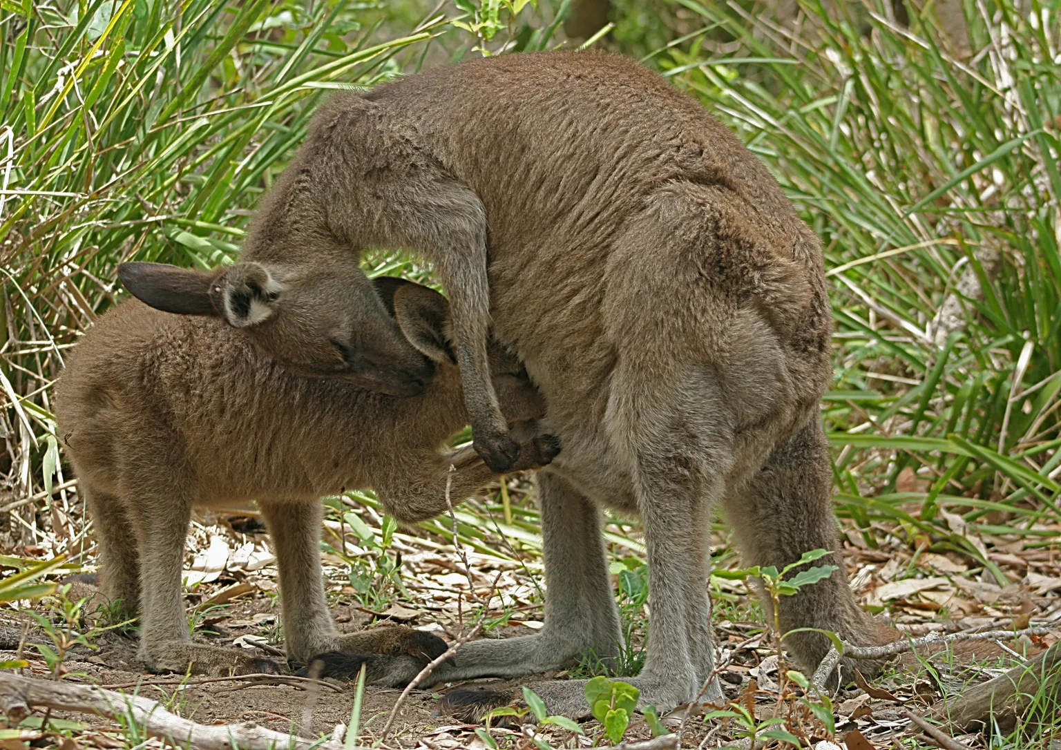 Kangaroo