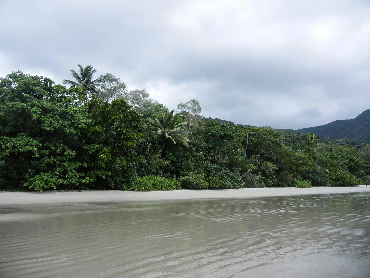 Daintree Rainforest