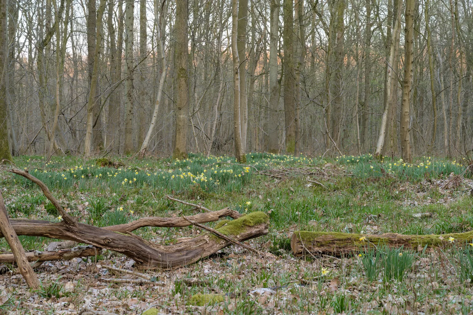 Hallerbos Forest