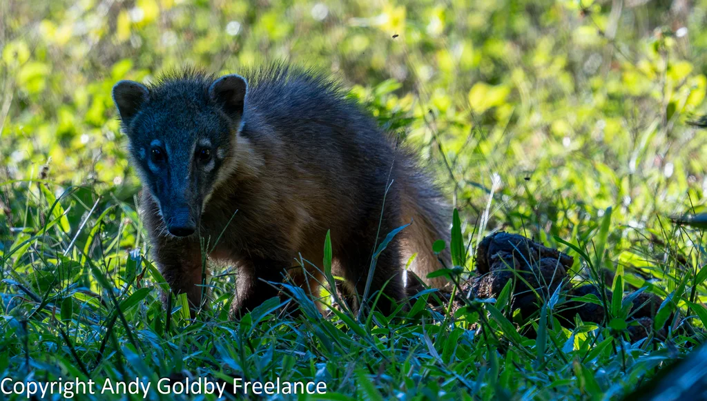 Coati