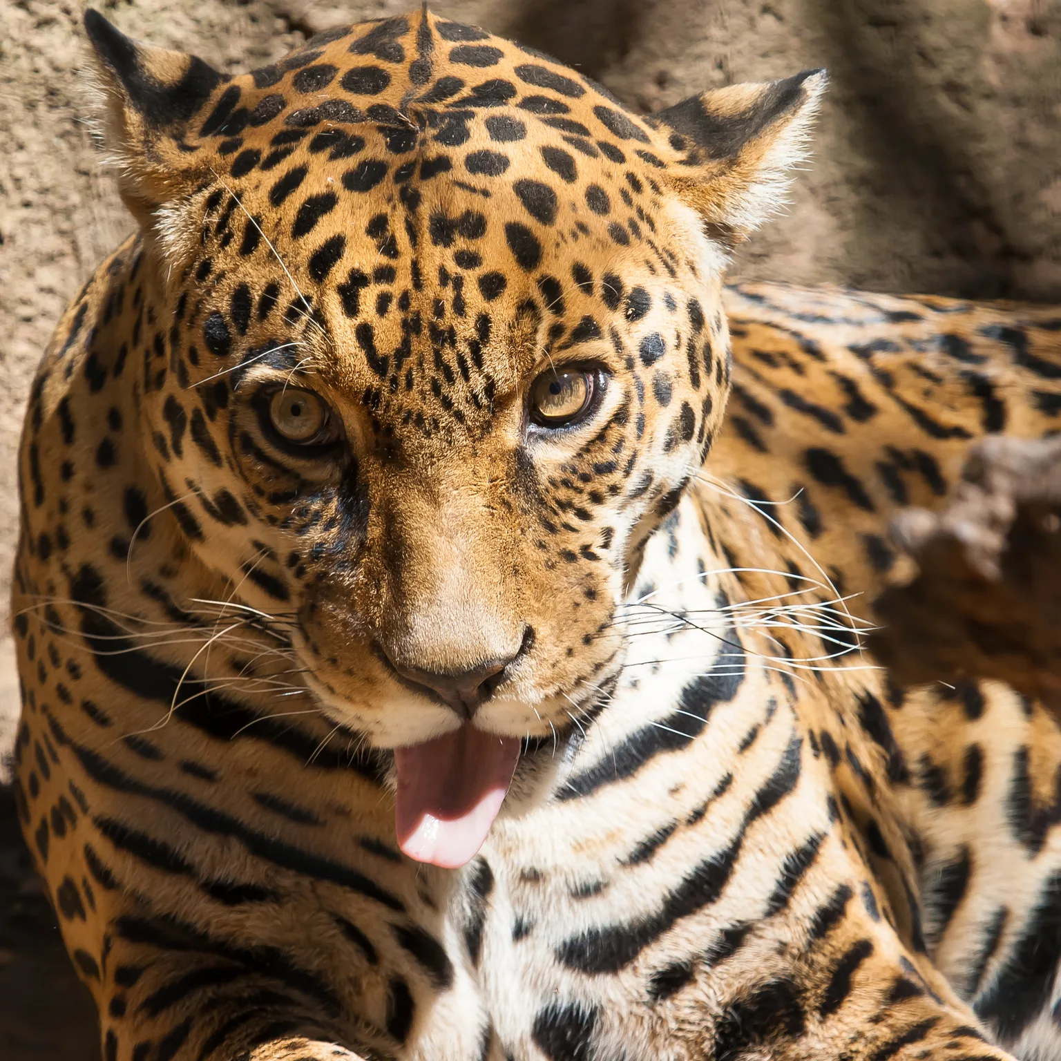 Jaguar