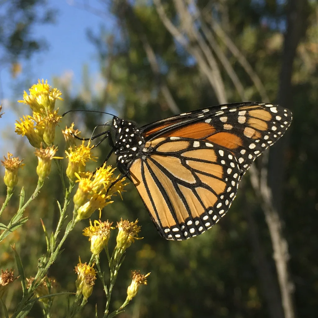 Monarch Butterfly