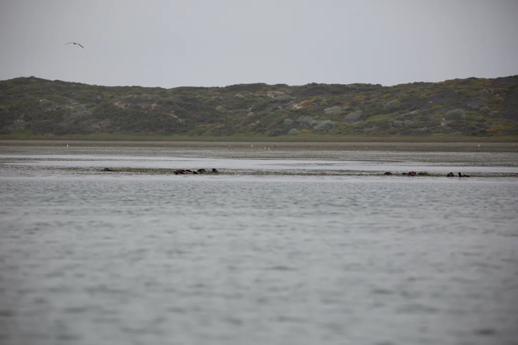 Sea Otter