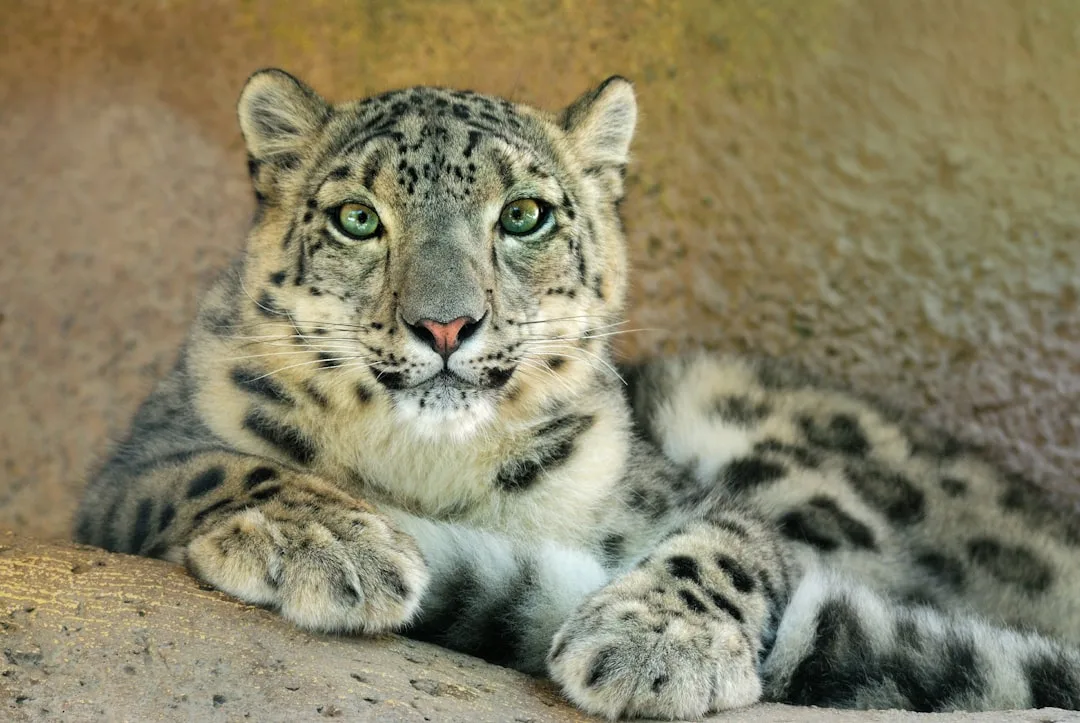 Animals of Cambodia