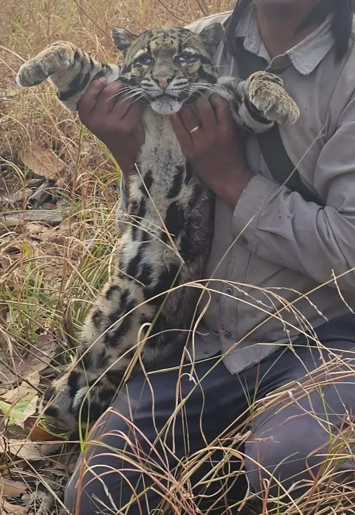 Clouded Leopard
