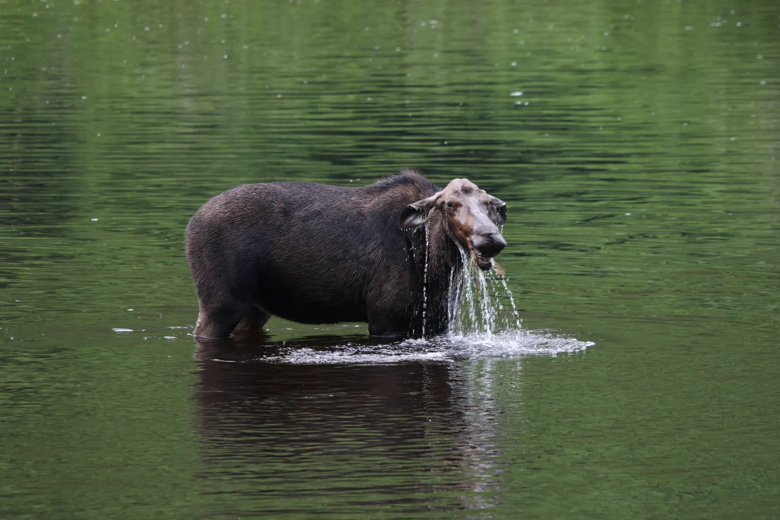Moose