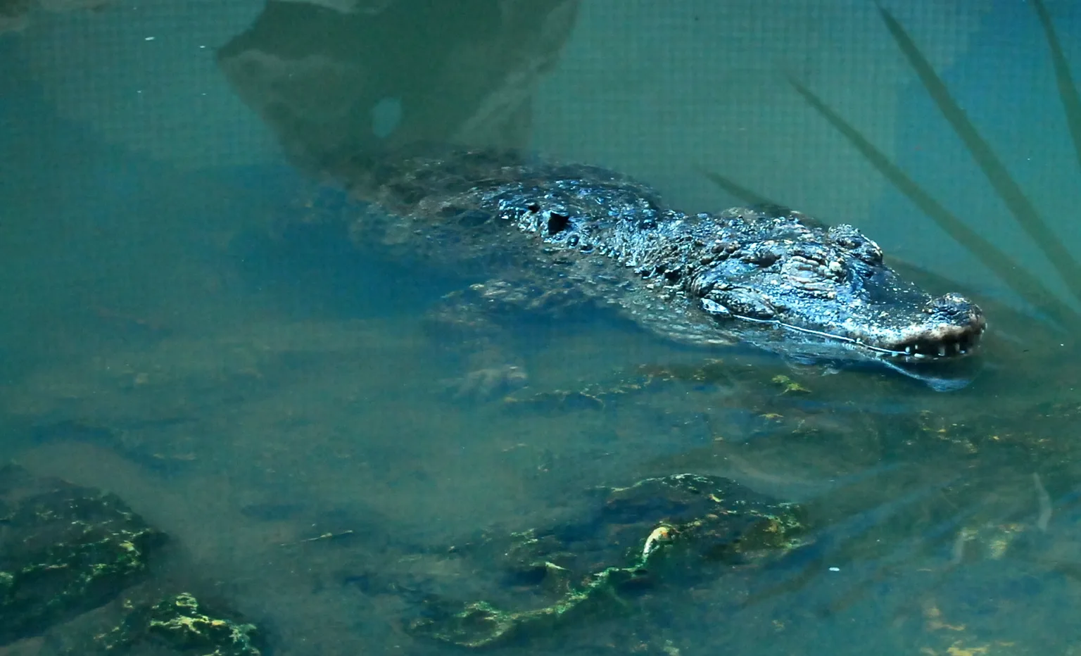 Chinese Alligator