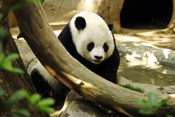 Giant Panda