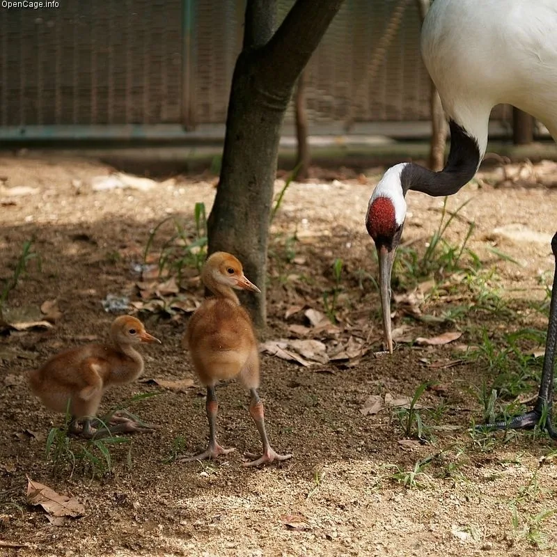 Red-Crowned Crane