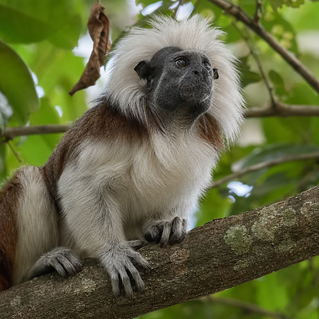 Cotton-top Tamarin