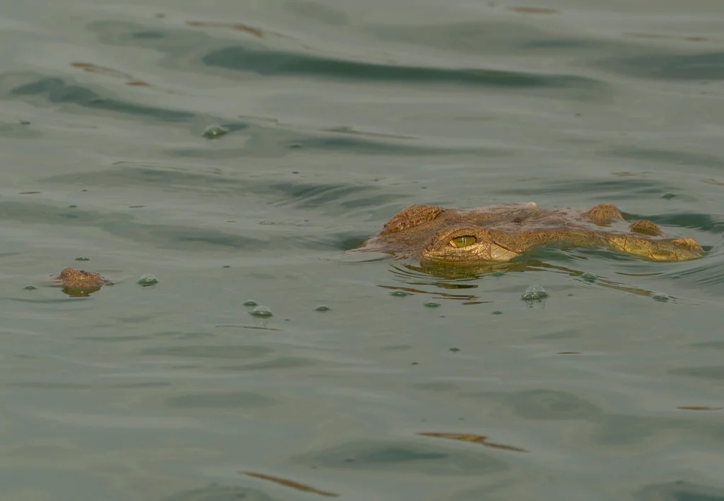Orinoco Crocodile