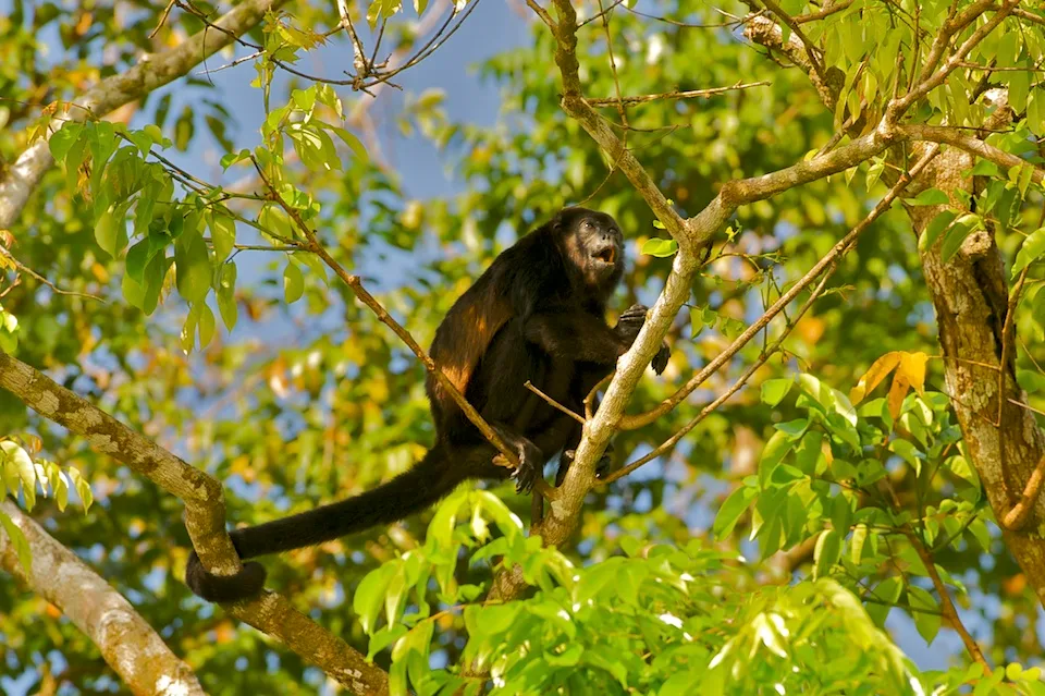 Howler Monkey