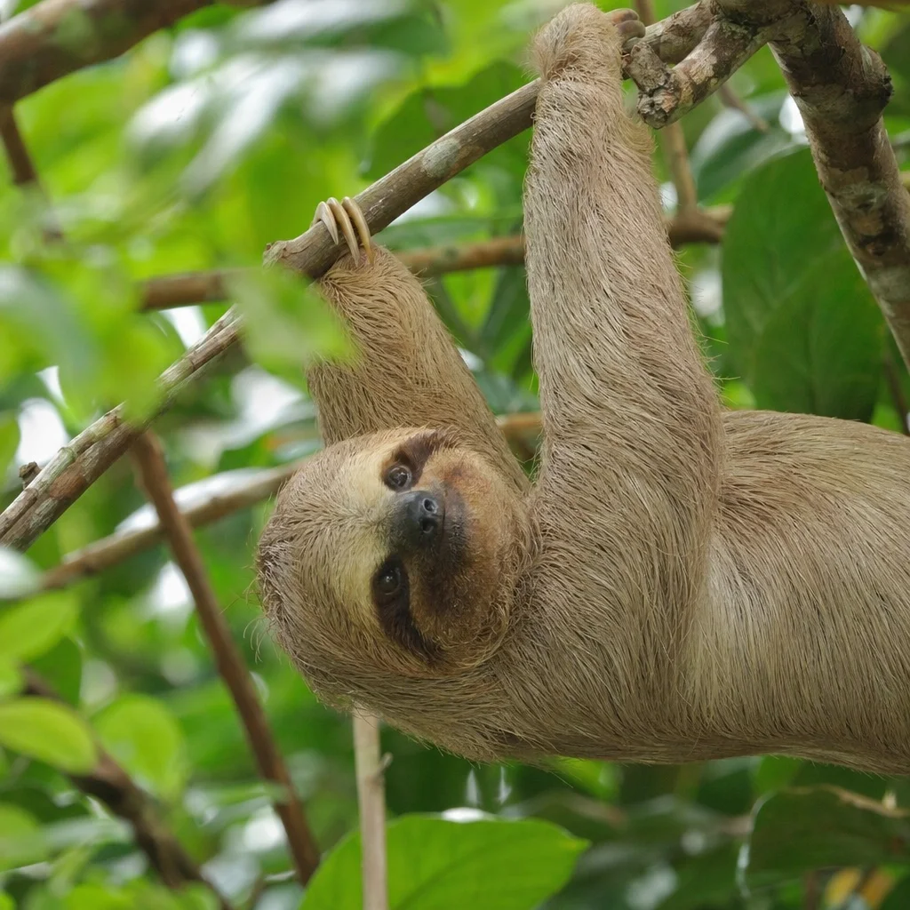 Sloth