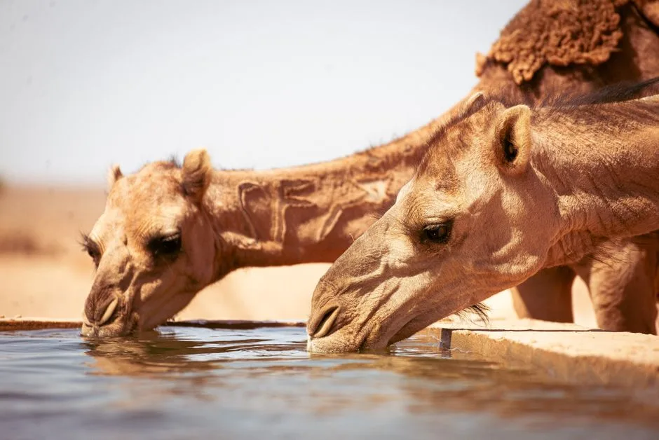Animals of Egypt