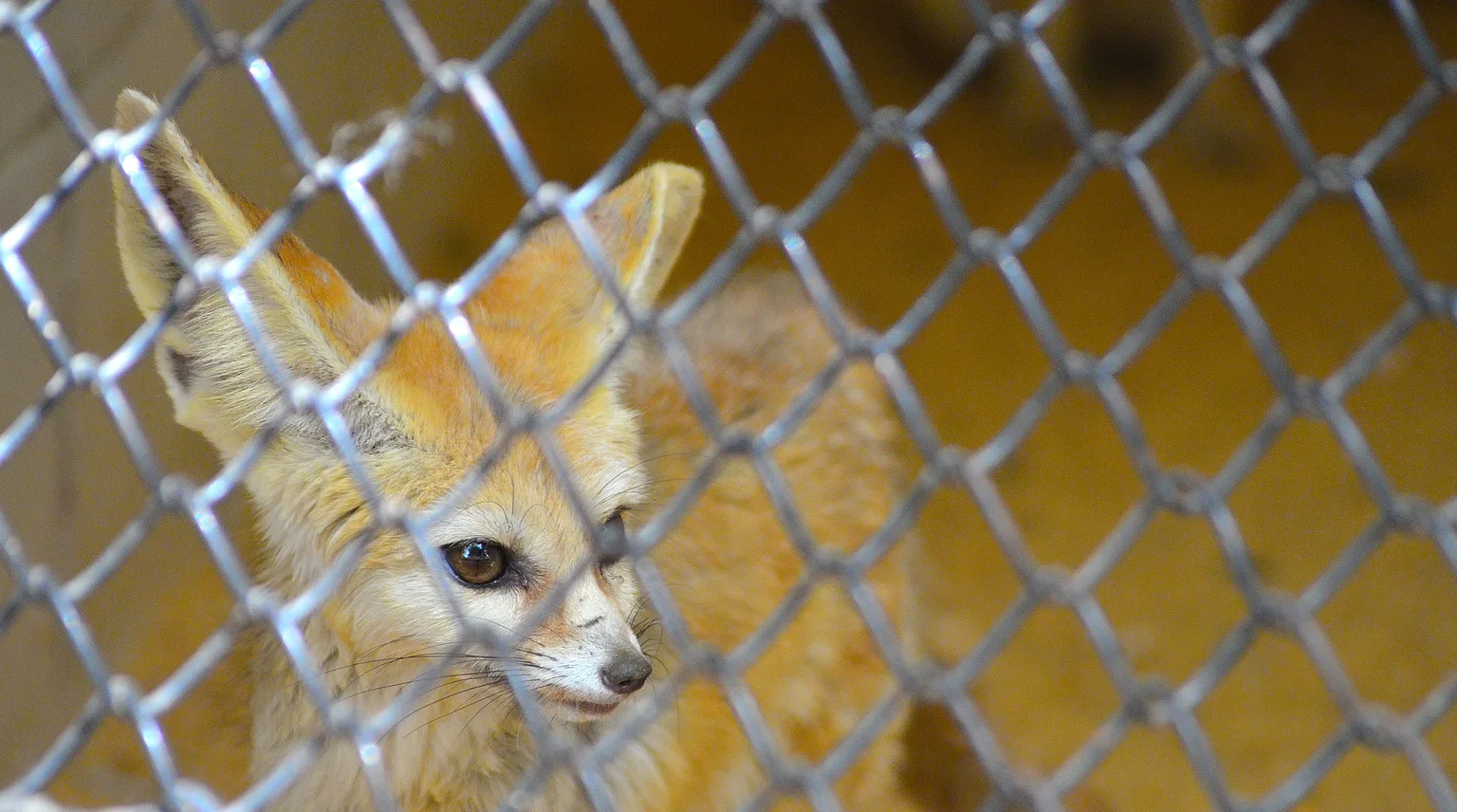 Fennec Fox