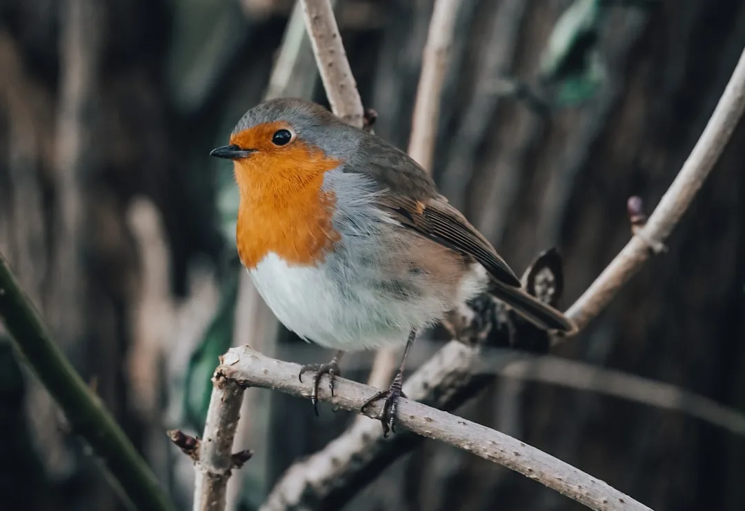 Animals of England