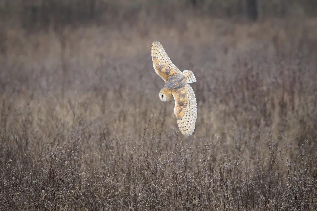 Barn Owl