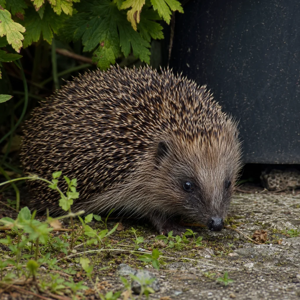 European Hedgehog