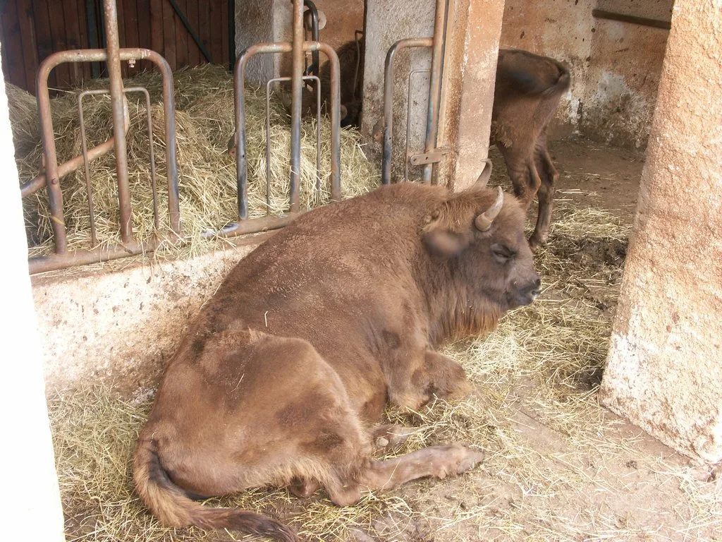 European Bison