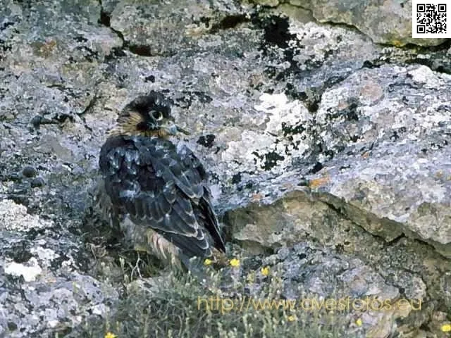 Peregrine Falcon