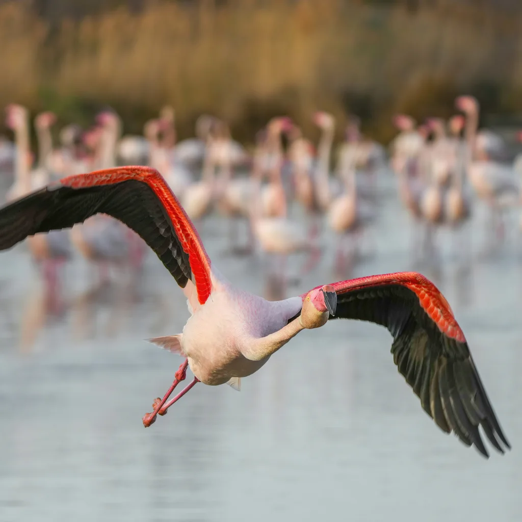Camargue