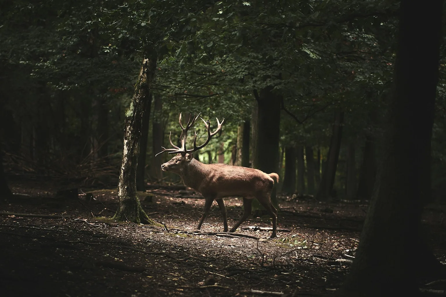 Animals of Germany