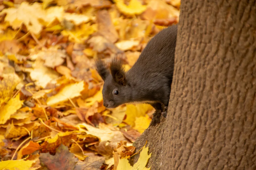 Eurasian Red Squirrel