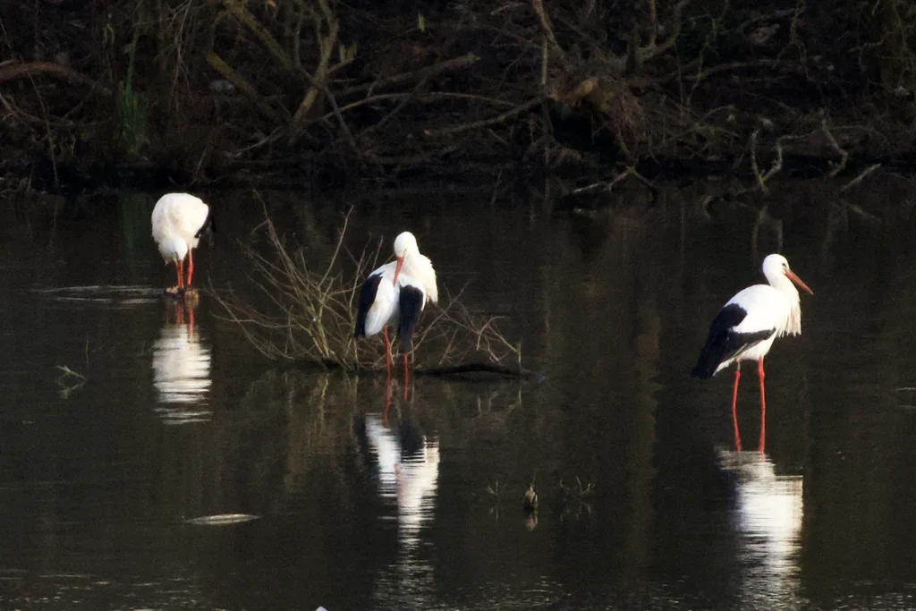 White Stork