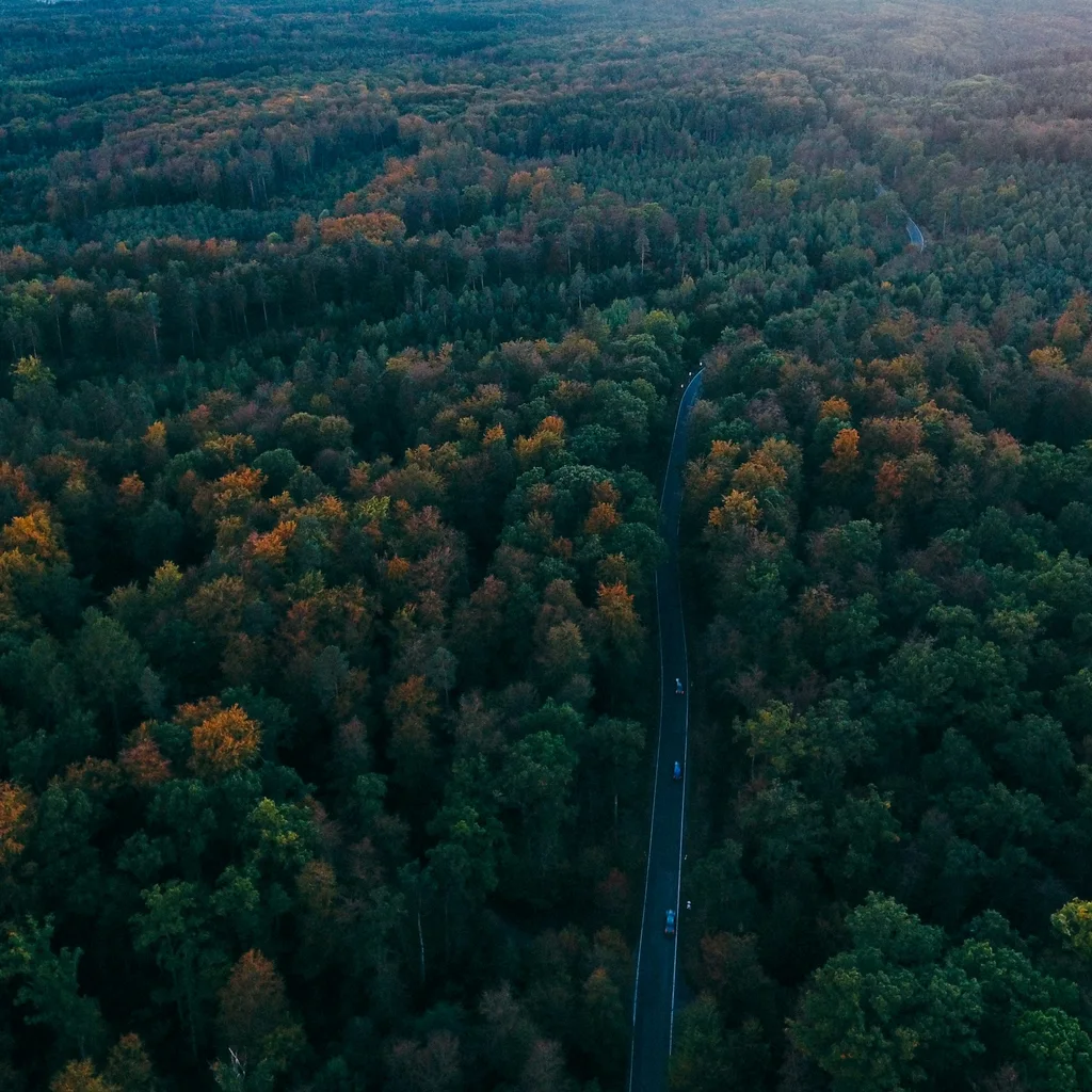 Black Forest