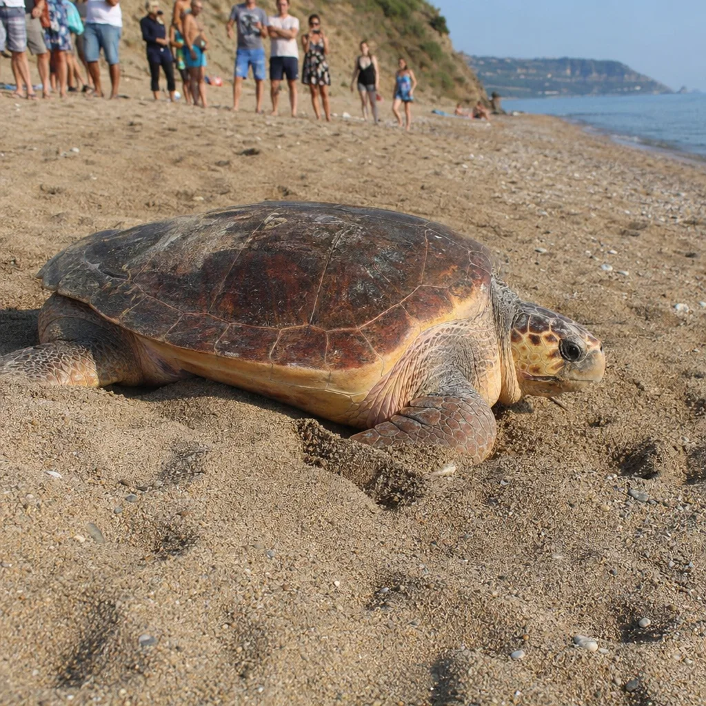 Loggerhead Sea Turtle