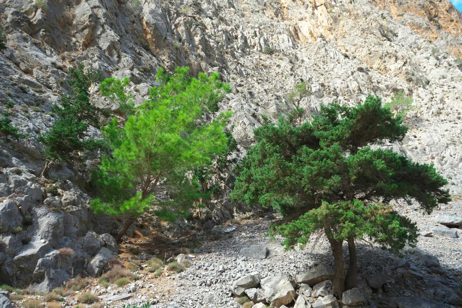 Samaria Gorge