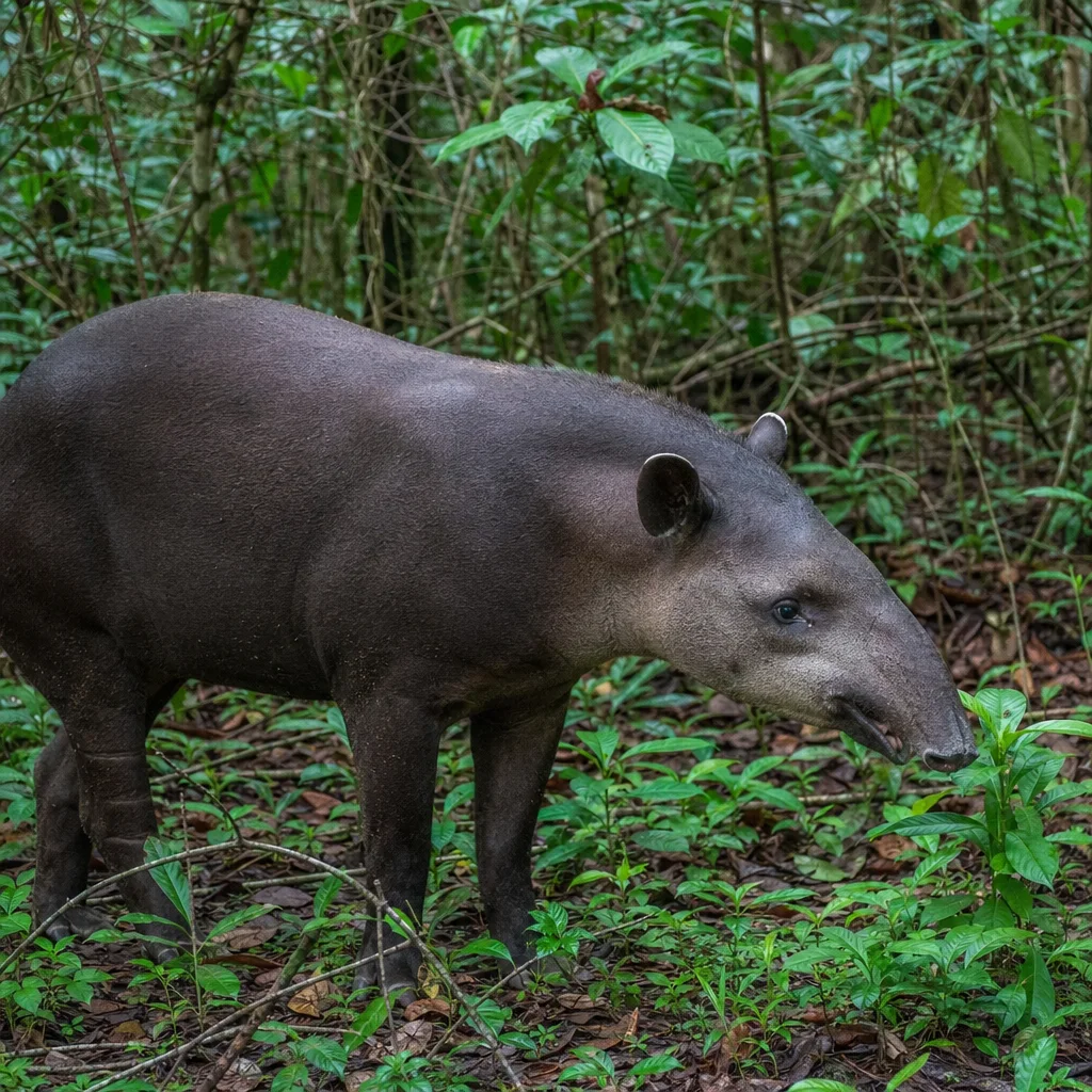 Baird's Tapir