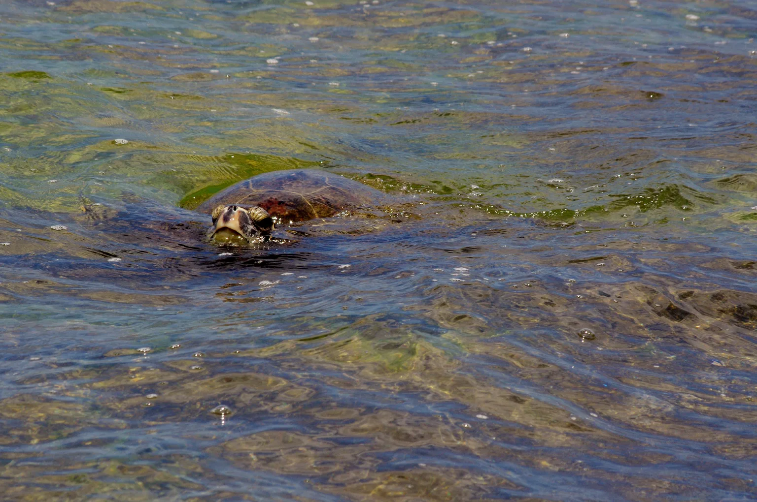 Green Sea Turtle