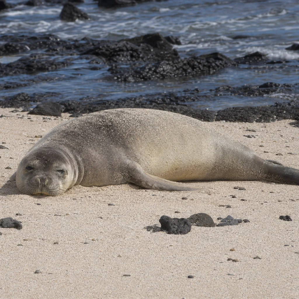 Hawaiian Monk Seal