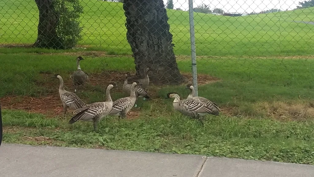 Nene