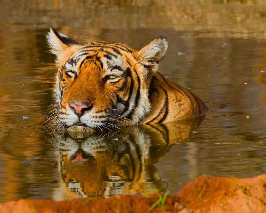 Bengal Tiger