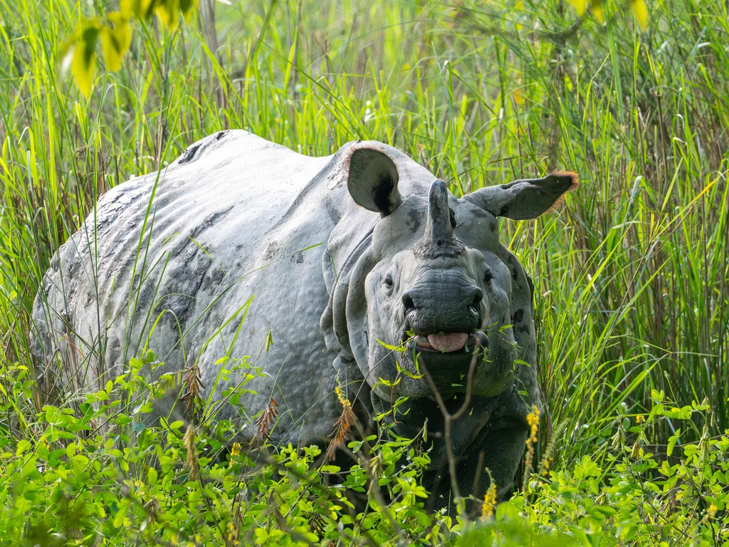 Indian Rhinoceros