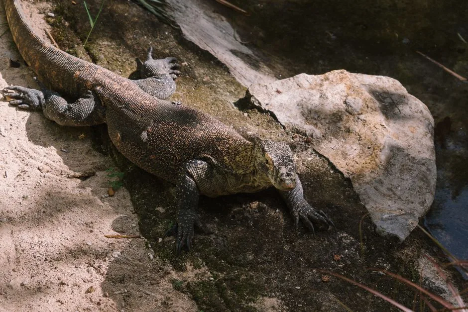 Animals of Indonesia