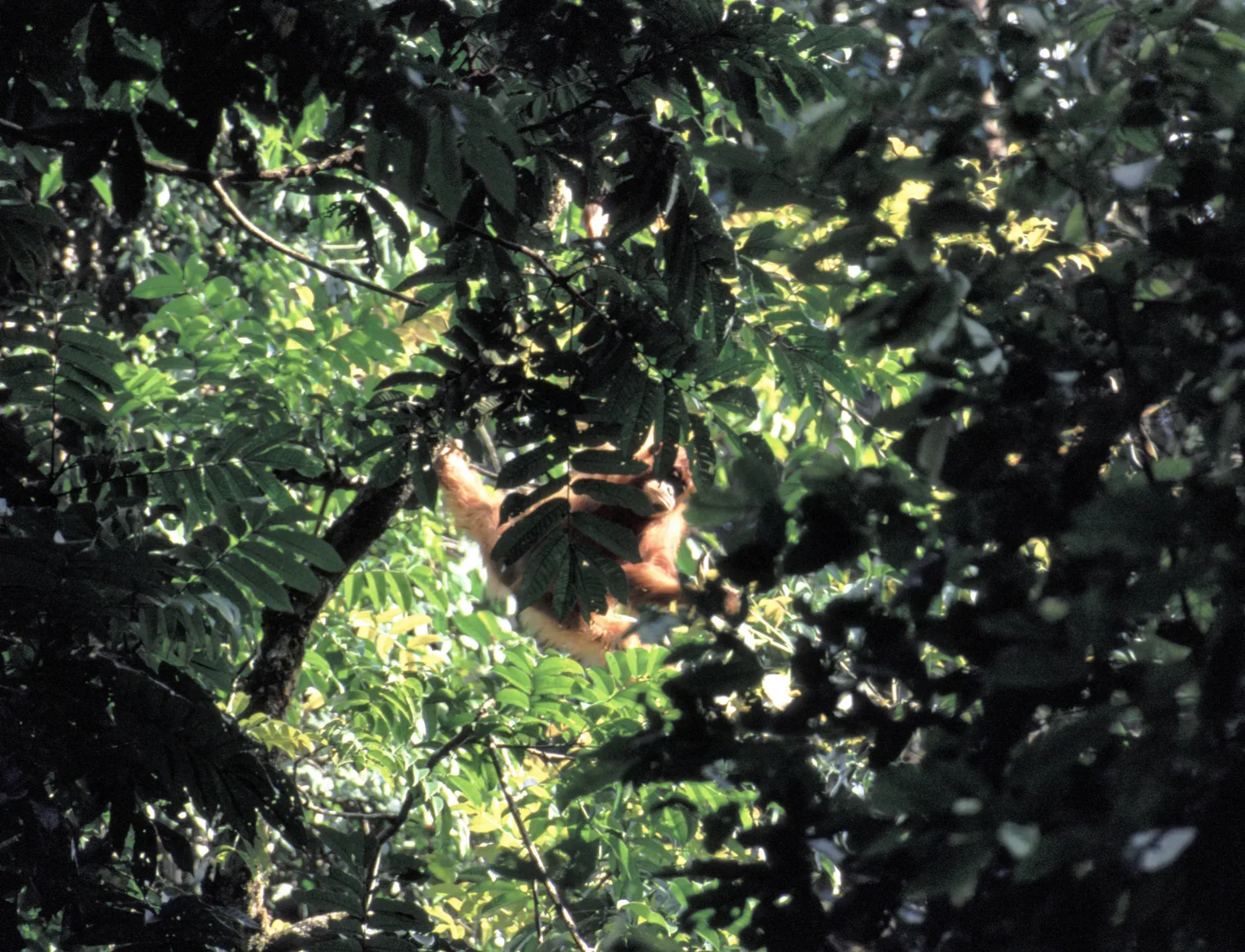 Orangutan
