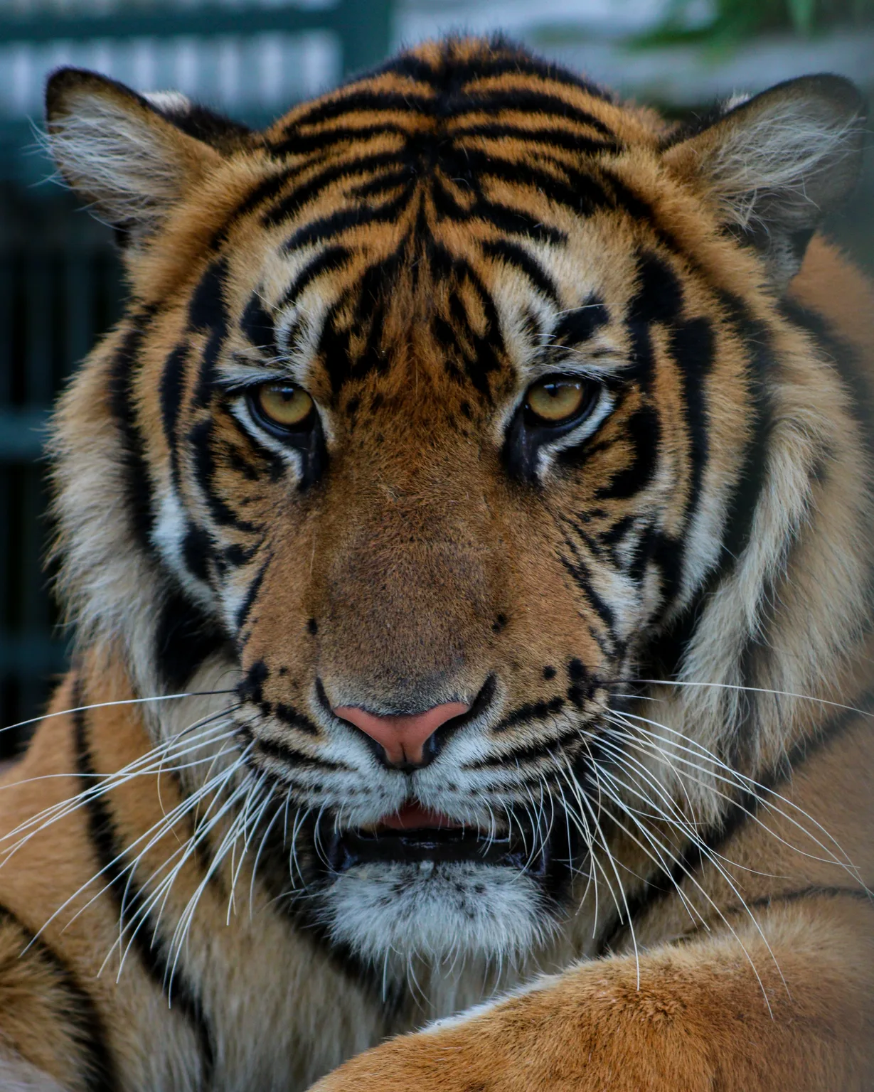 Sumatran Tiger