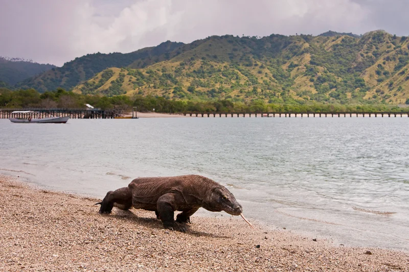 Komodo National Park