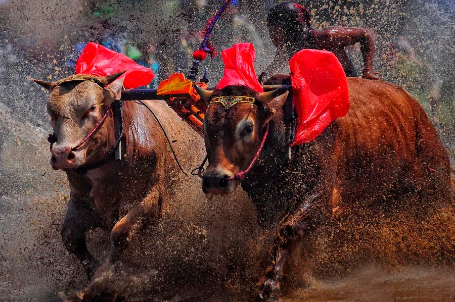 Karapan Sapi