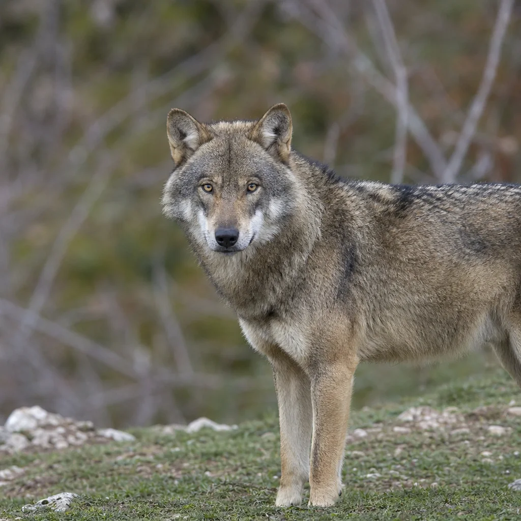 Apennine Wolf
