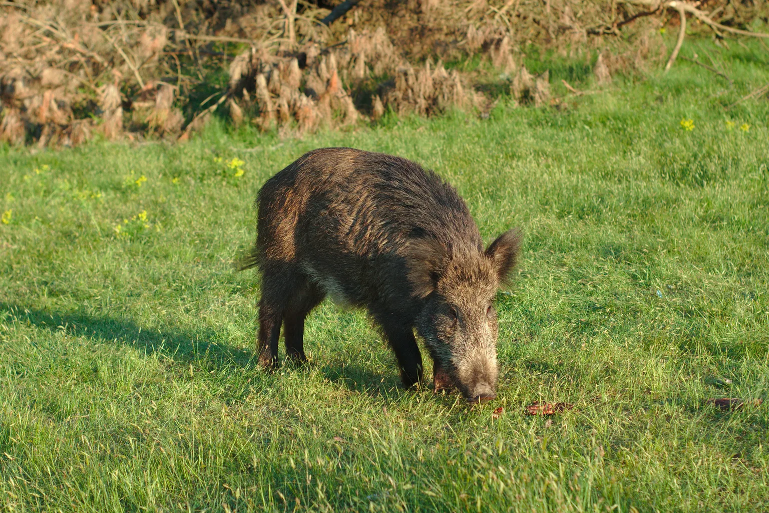 Wild Boar