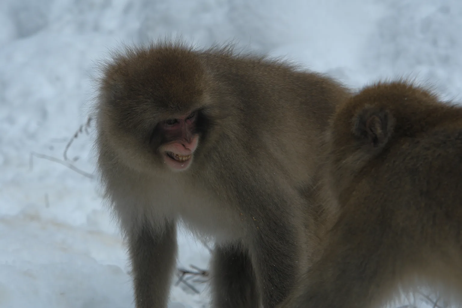 Japanese Macaque