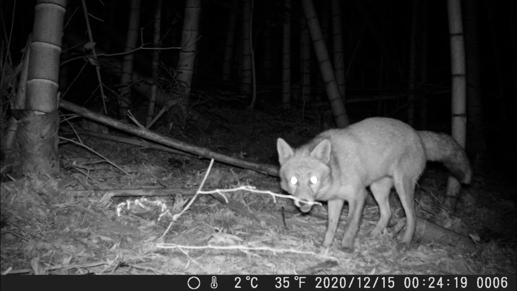 Red Fox
