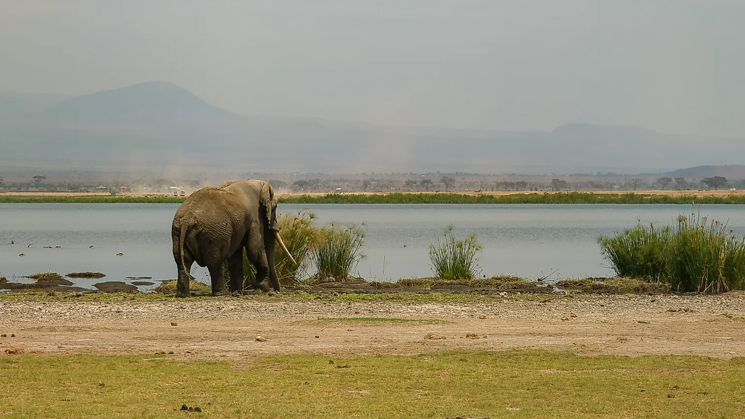 African Elephant